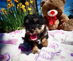 5 female Pomapoo puppies for sale - 6
