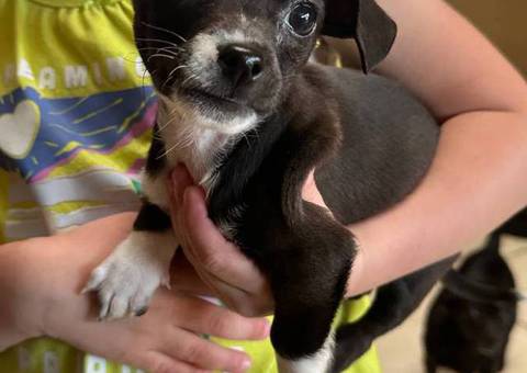 Chihuahua terrier mix puppies