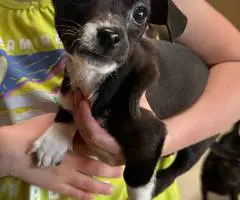 Chihuahua terrier mix puppies