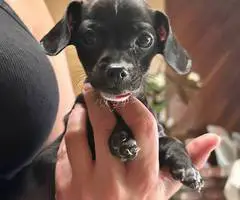 Chihuahua terrier mix puppies - 2