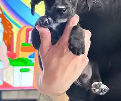 Chihuahua terrier mix puppies - 3