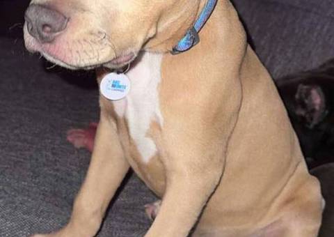 Young fawn pitbull pup with green eyes