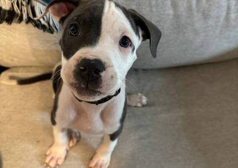 American Staffy puppy