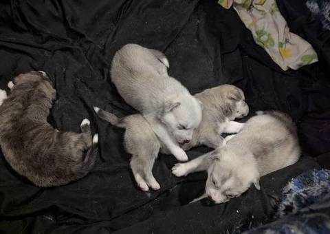 4 purebred Huskies for sale
