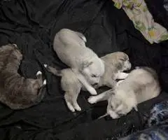 4 purebred Huskies for sale