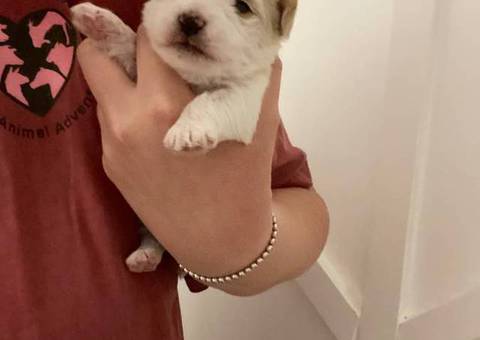 Morkie poo designer toy puppies