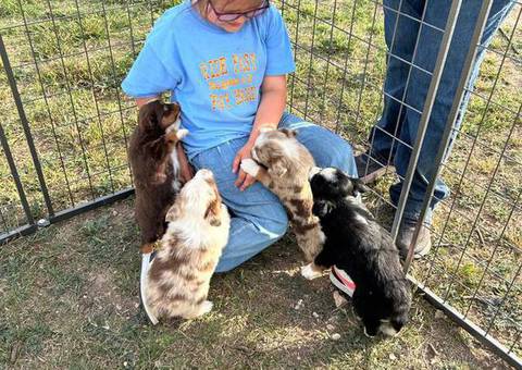 Australian Shepherd dog and puppies for sale