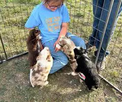 Australian Shepherd dog and puppies for sale