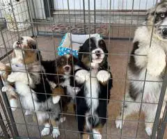 Australian Shepherd dog and puppies for sale - 4