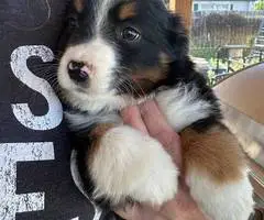 Australian Shepherd dog and puppies for sale - 5