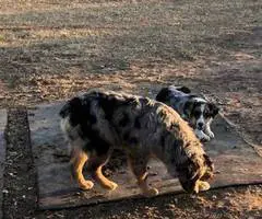 Australian Shepherd dog and puppies for sale - 10