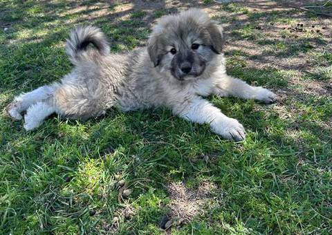 Great Pyrenees puppy