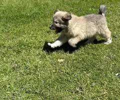 Great Pyrenees puppy - 2
