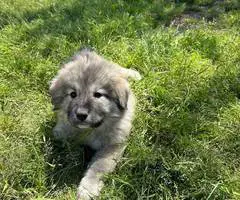 Great Pyrenees puppy - 3