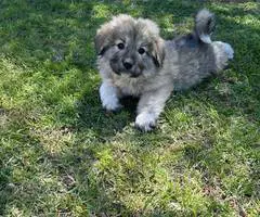Great Pyrenees puppy - 4