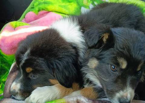 2 Aussie puppies need loving homes