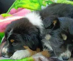 2 Aussie puppies need loving homes