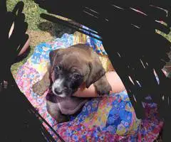 5 pit bull puppies small fee - 2