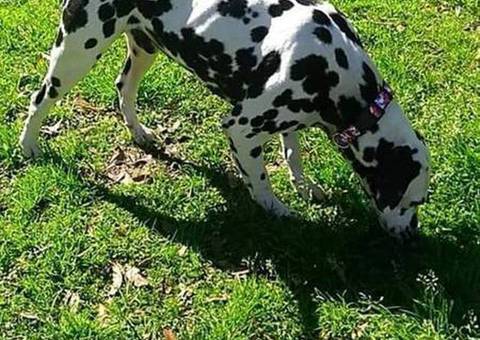 6 female and 1 male Dalmatian puppies for sale