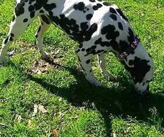 6 female and 1 male Dalmatian puppies for sale