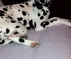 6 female and 1 male Dalmatian puppies for sale - 3