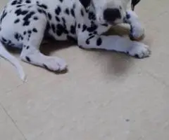 6 female and 1 male Dalmatian puppies for sale - 4