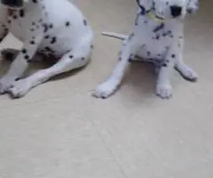 6 female and 1 male Dalmatian puppies for sale - 5