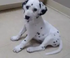 6 female and 1 male Dalmatian puppies for sale - 6
