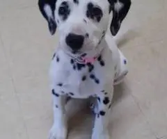 6 female and 1 male Dalmatian puppies for sale - 7