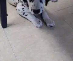 6 female and 1 male Dalmatian puppies for sale - 8