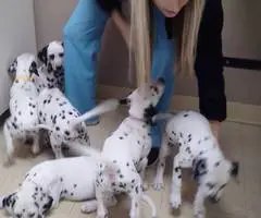 6 female and 1 male Dalmatian puppies for sale - 9
