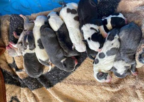 Bully pit puppies for sale or trade
