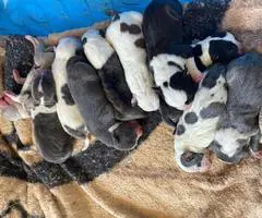 Bully pit puppies for sale or trade - 1