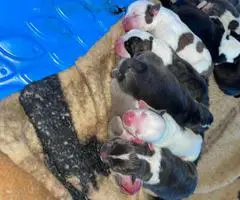 Bully pit puppies for sale or trade - 2