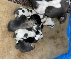 Bully pit puppies for sale or trade - 3