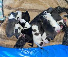 Bully pit puppies for sale or trade - 4