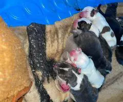 Bully pit puppies for sale or trade - 5