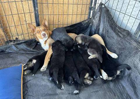 8 Shepsky puppies for sale