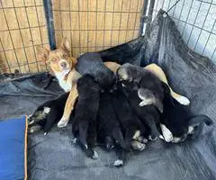 8 Shepsky puppies for sale - 1