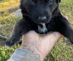 8 Shepsky puppies for sale - 6