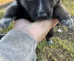8 Shepsky puppies for sale - 7