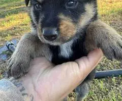 8 Shepsky puppies for sale - 8