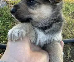 8 Shepsky puppies for sale - 9