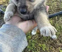 8 Shepsky puppies for sale - 10