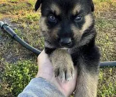 8 Shepsky puppies for sale - 11