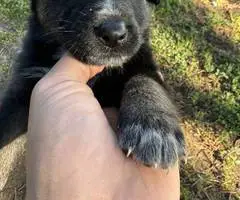 8 Shepsky puppies for sale - 12