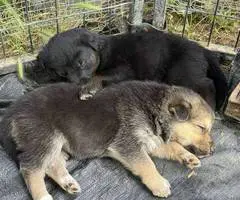 8 Shepsky puppies for sale - 13