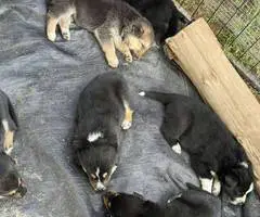 8 Shepsky puppies for sale - 14