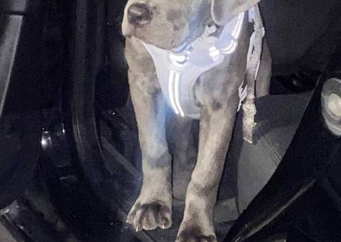 4 months old Cane Corso