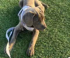 4 months old Cane Corso - 3